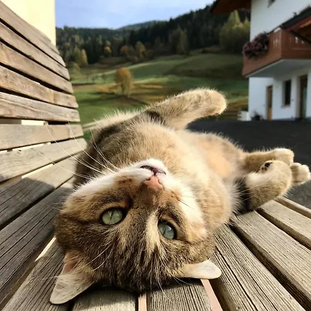 Bio Schartenhof * Sankt Johann im Pongau