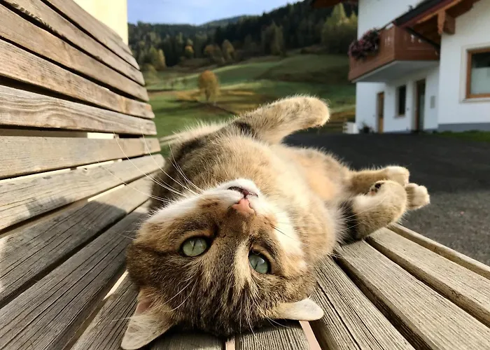 Bio Schartenhof * Sankt Johann im Pongau